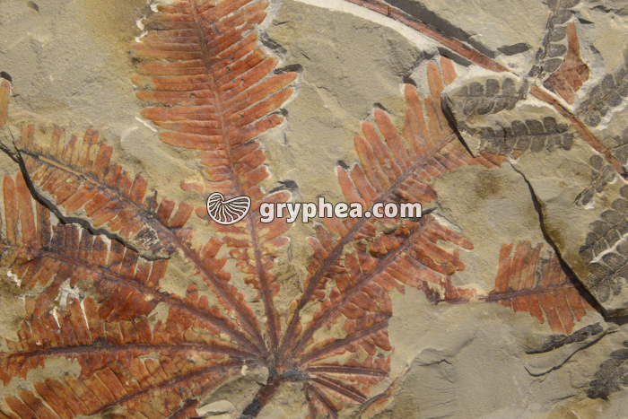 Fougère fossile - gryphea.org